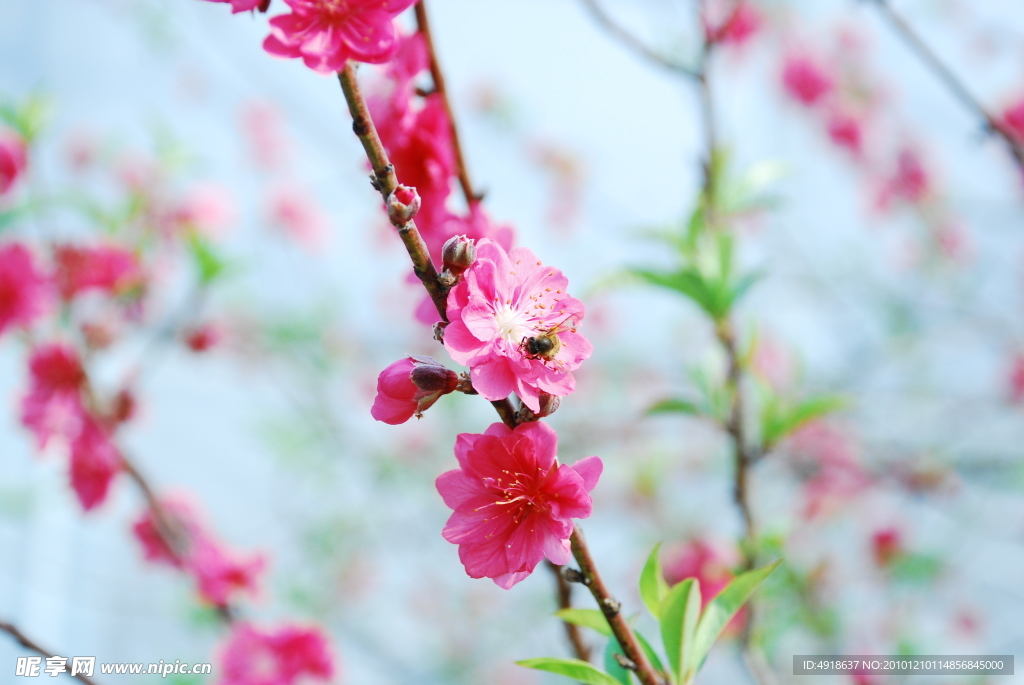 桃花