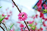 蜜蜂