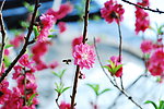 蜜蜂