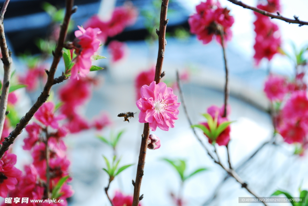 蜜蜂