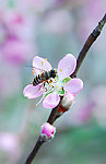 蜜蜂
