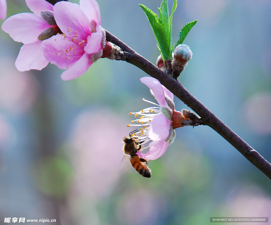 蜜蜂