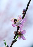 蜜蜂
