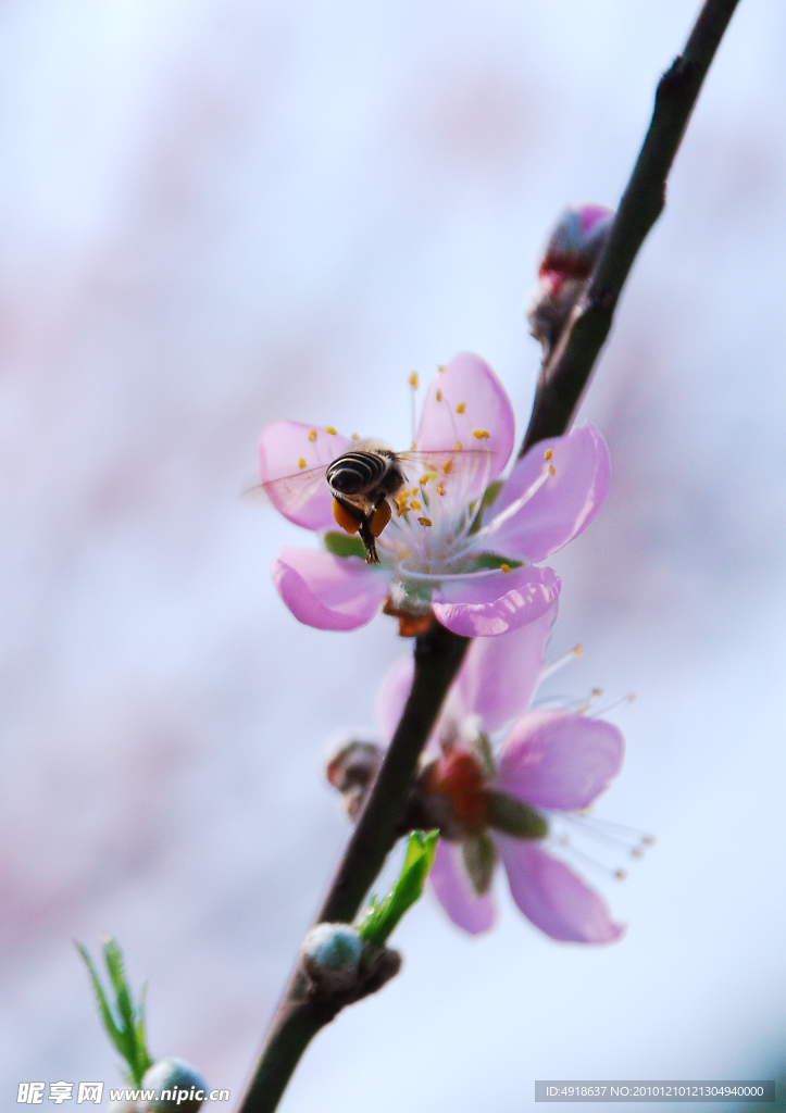 蜜蜂