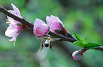 蜜蜂