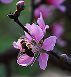 蜜蜂
