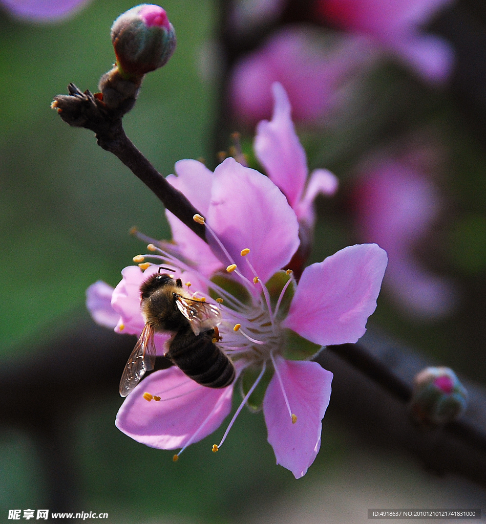 蜜蜂