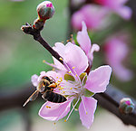 蜜蜂