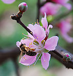 蜜蜂