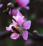 蜜蜂