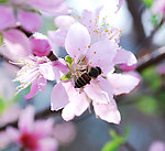 蜜蜂