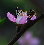 蜜蜂