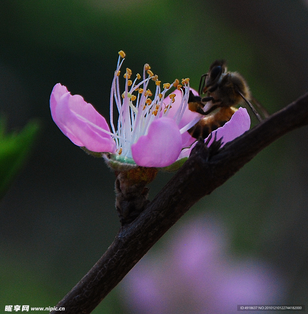 蜜蜂