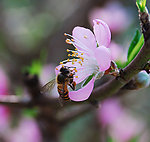 蜜蜂
