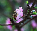 蜜蜂