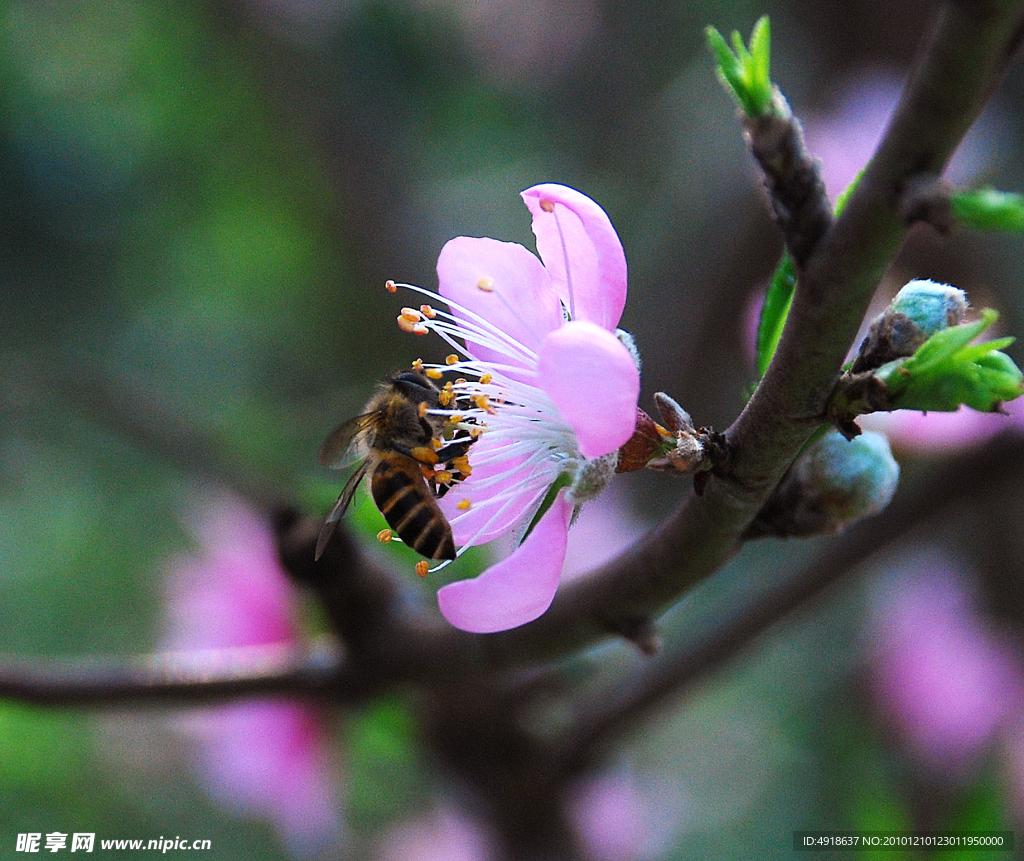 蜜蜂