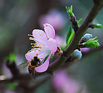 采蜜