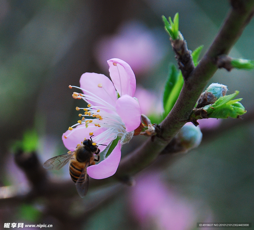 采蜜