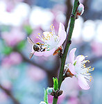 采蜜