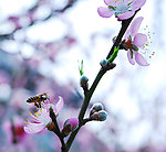 采蜜