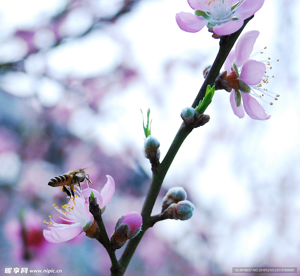 采蜜