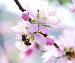 采蜜