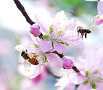 采蜜