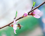 采蜜