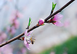 采蜜