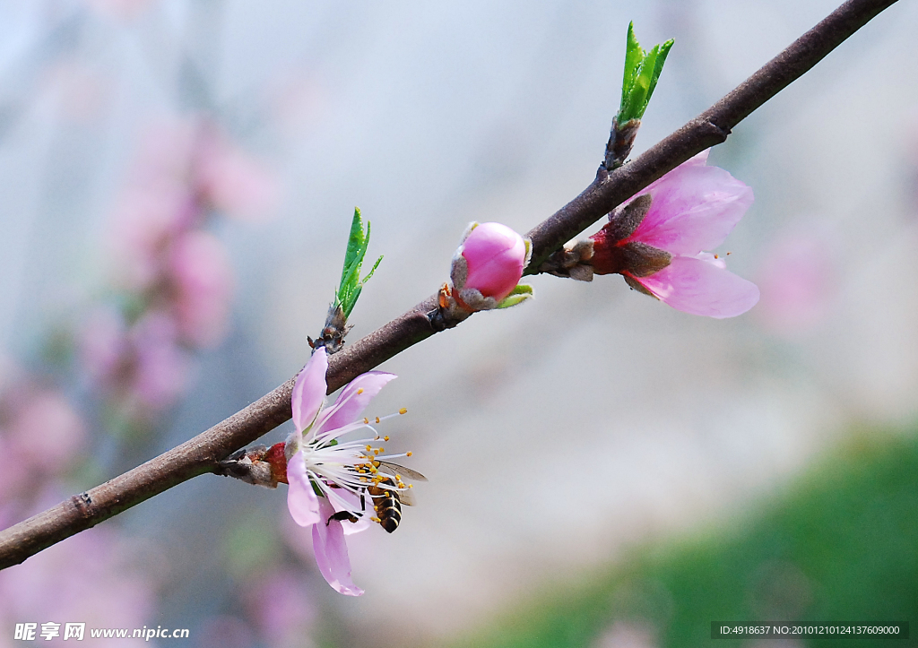 采蜜