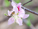 采蜜