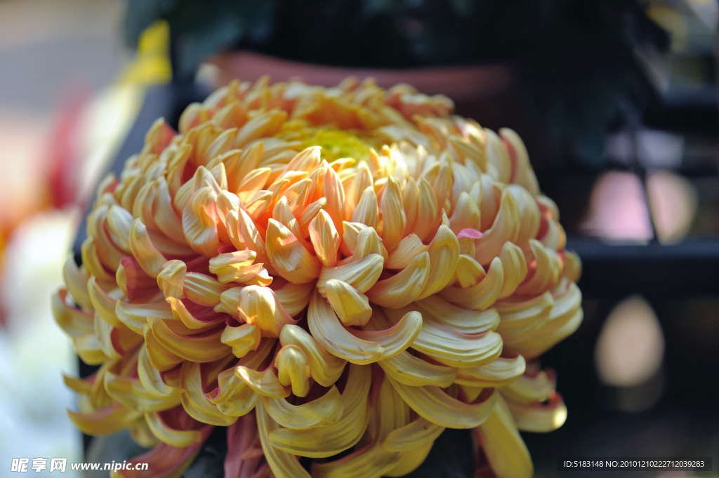菊花