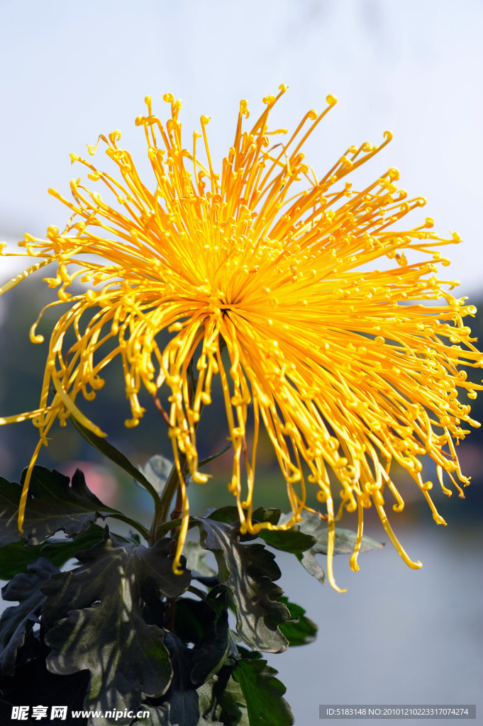 菊花