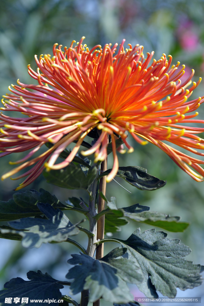 菊花