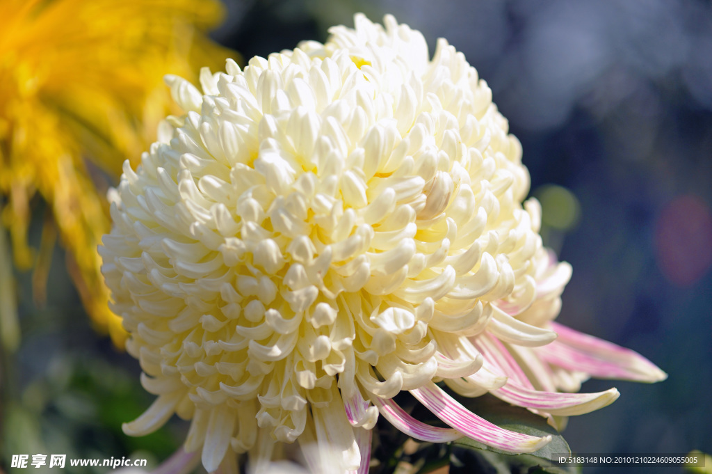 菊花
