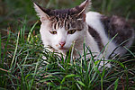 草丛中的猫