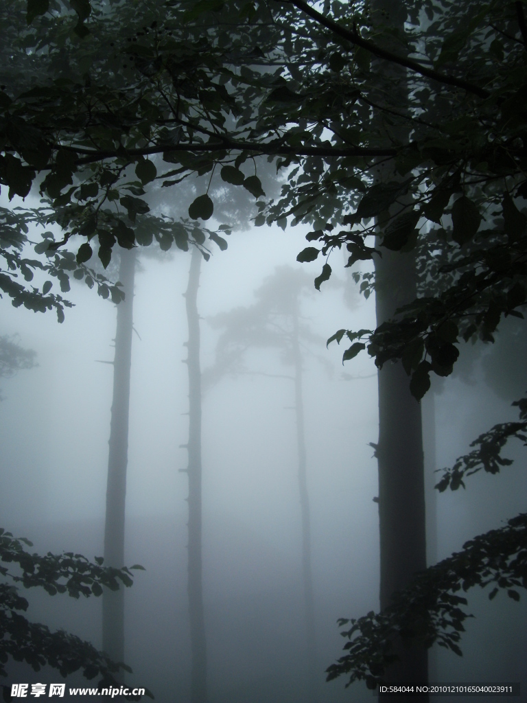 雾中的森林