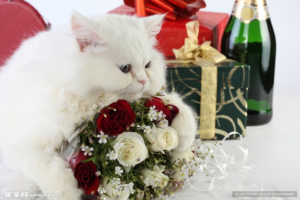 趴在玫瑰上的小白猫