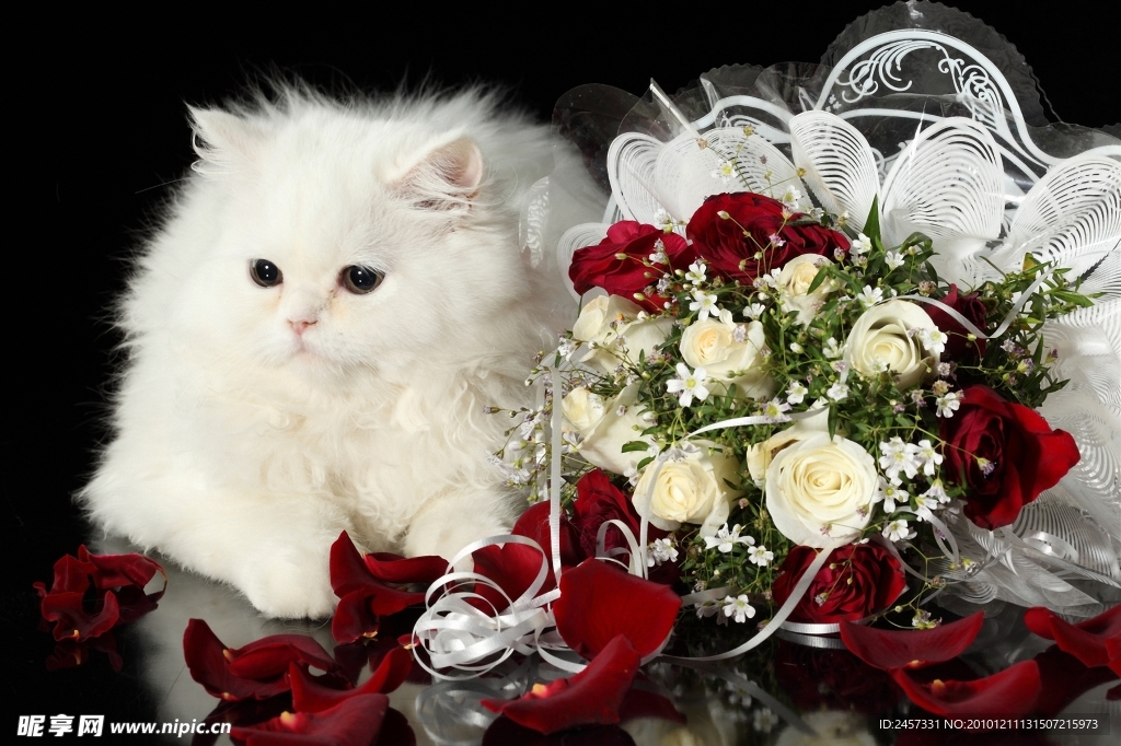 可爱小白猫和玫瑰花