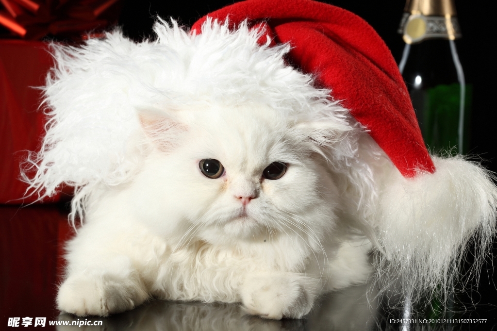 带着圣诞帽的可爱小白猫