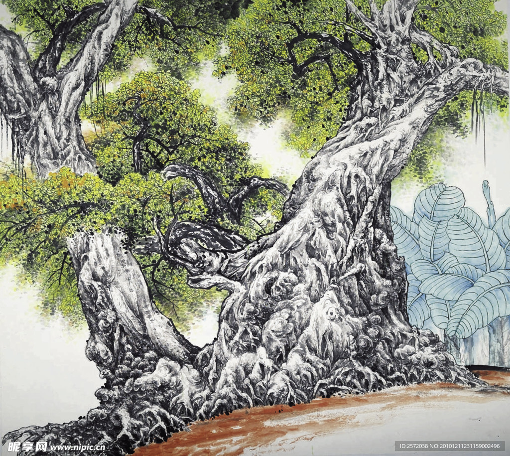 岭南榕树