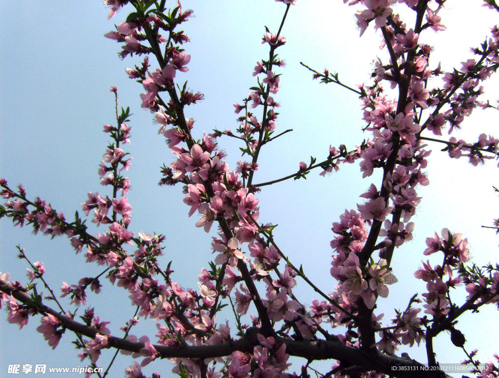 桃花