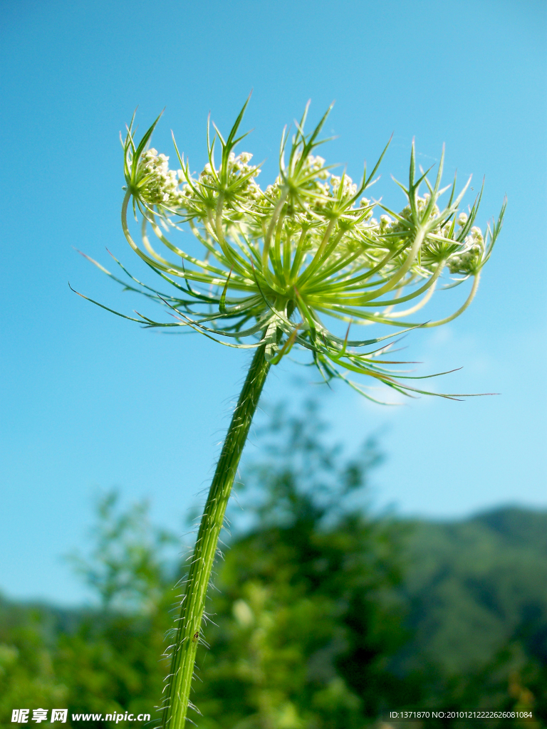 花草