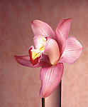 兰花