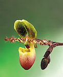 兰花