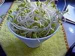 豆芽