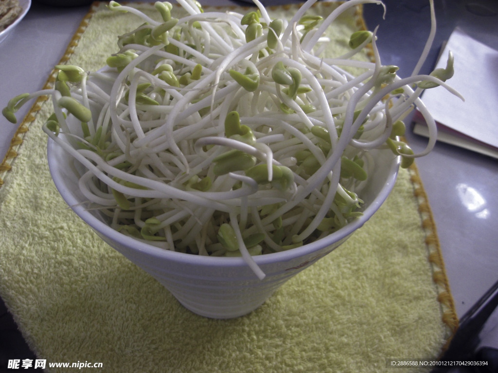 豆芽