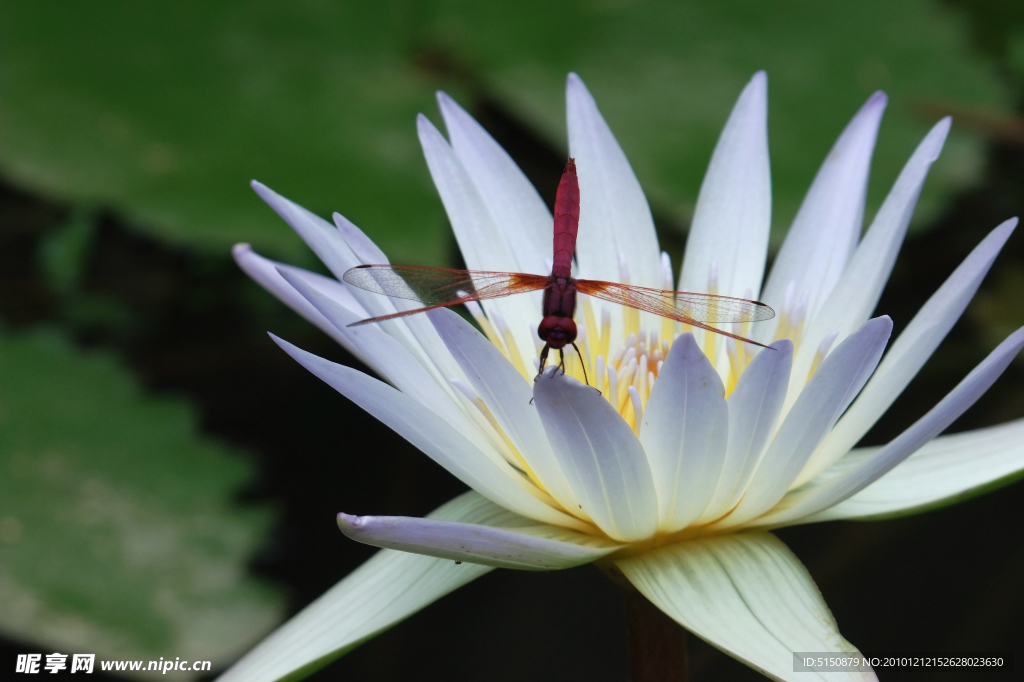 白花