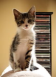 小猫