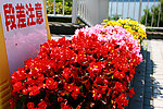 花丛